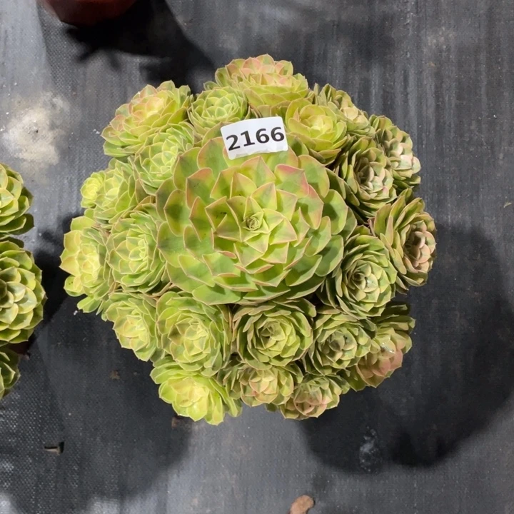 绚****雨荷2166号多肉植物