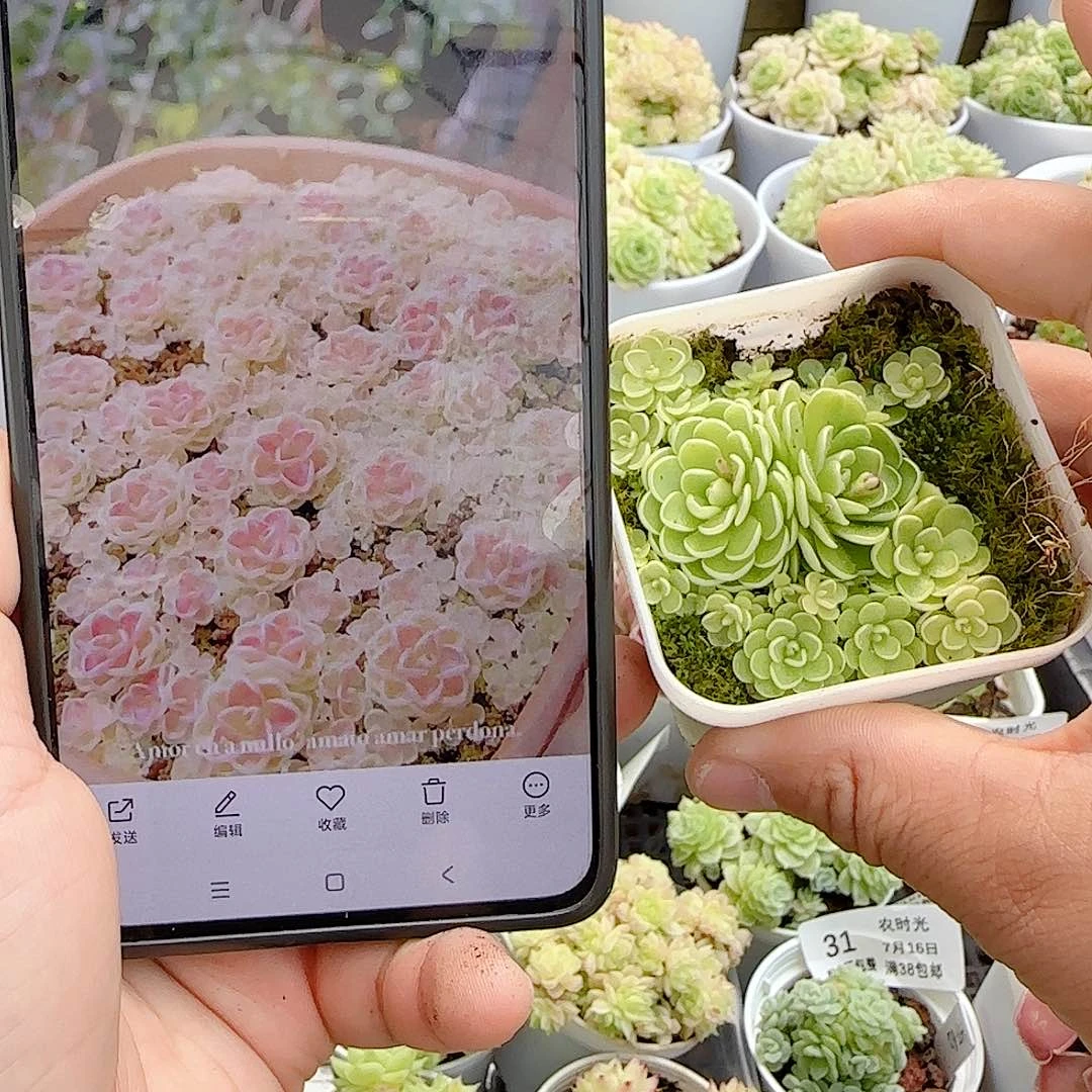 【闪购商品】0716-38爱丽丝
