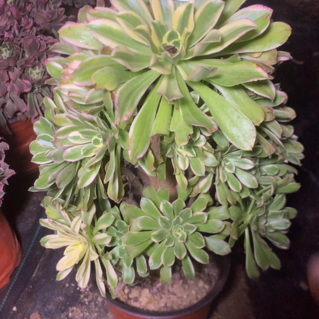 100艳日伞多肉植物