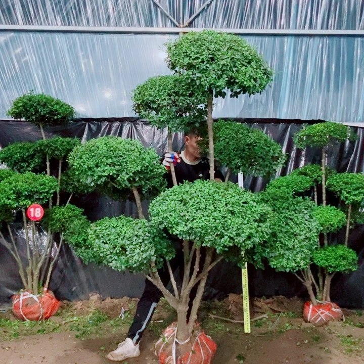 不开花植物一物一拍一个一个
