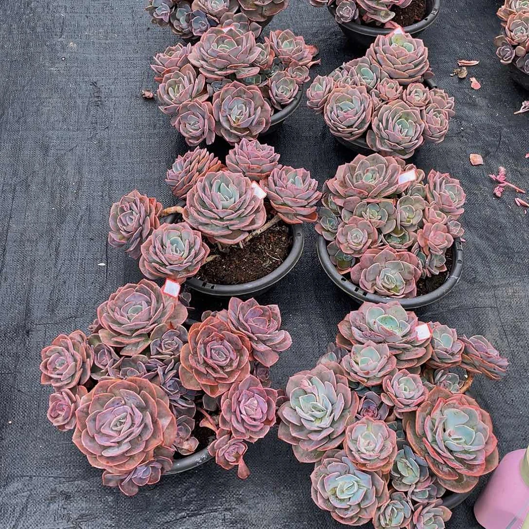 小***爱尘埃玫瑰多肉植物群8颗