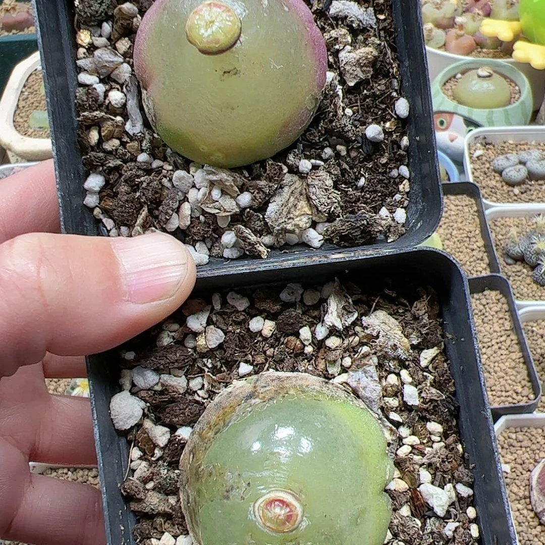 【闪购商品】351 双12福利