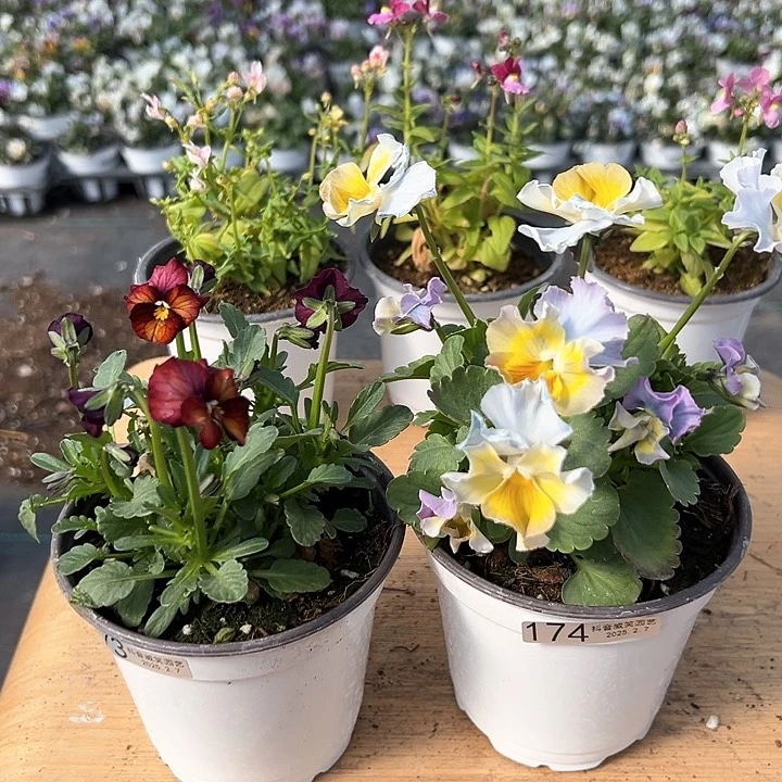 水晶抖音直播闪拍173-174