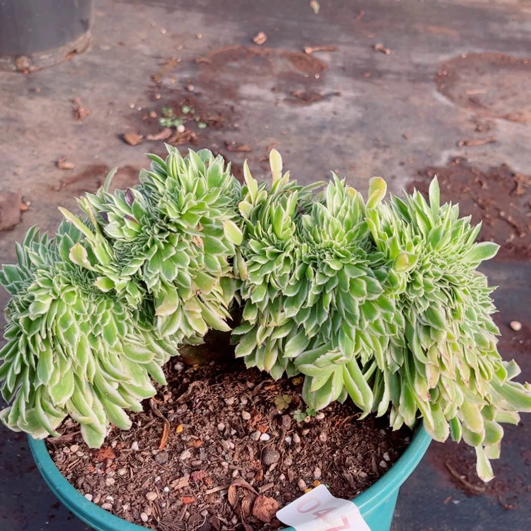 碧浪缀化多肉发货