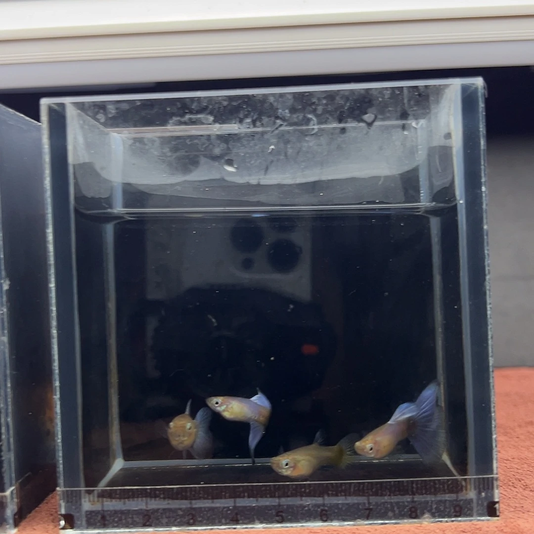 孔雀鱼拉珠莉紫尾两对