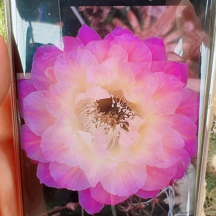 彩草 马丙侧芽  20 包邮