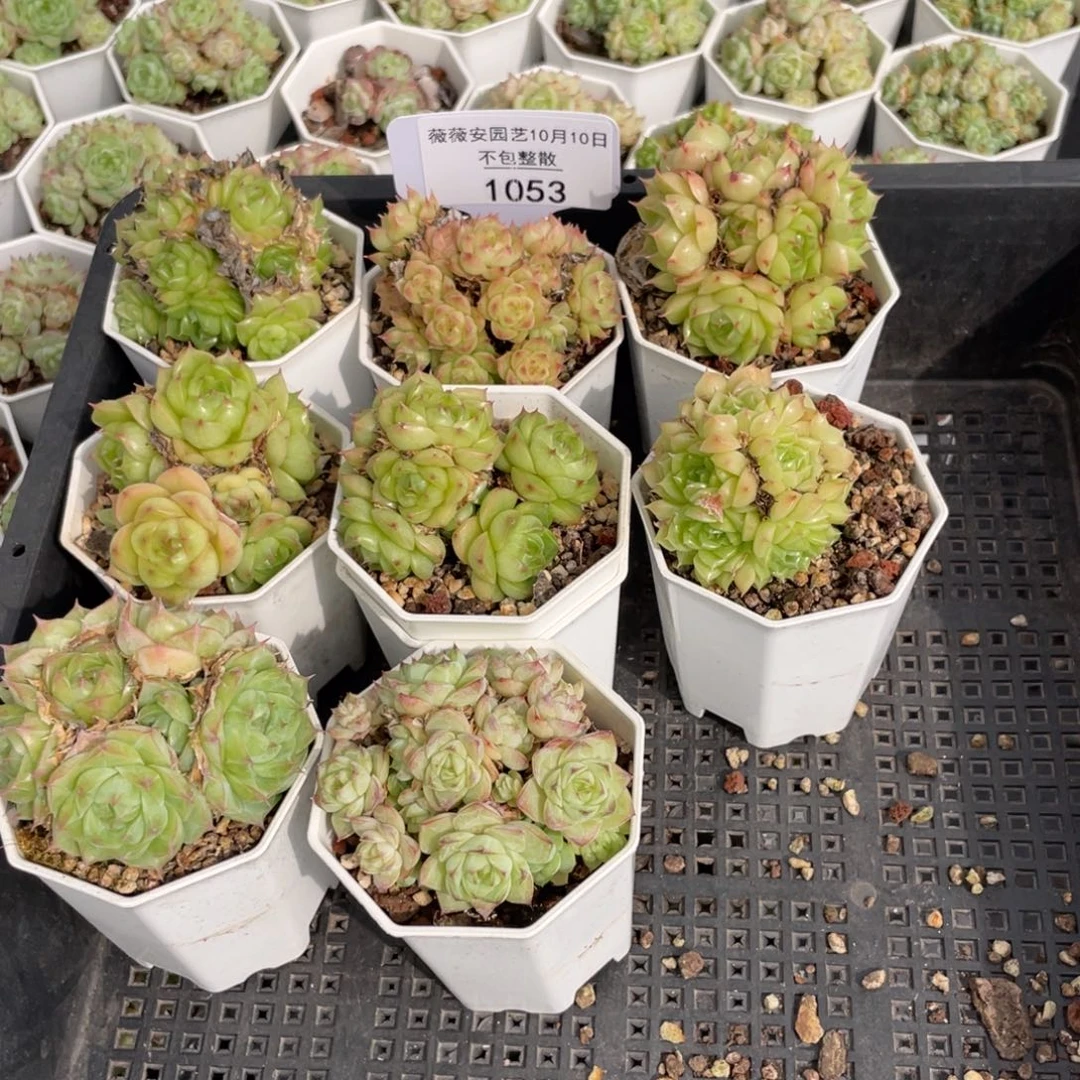 不包整散 盆子售后1053