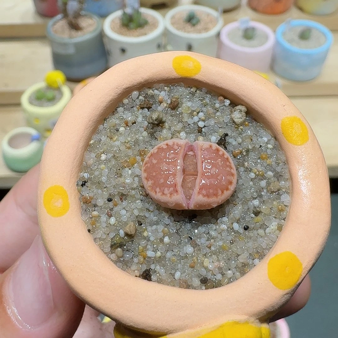 红陶蘑菇239c218a饼干