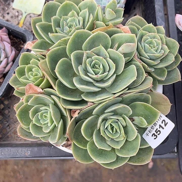 阿雅园艺。        3512星娜塔