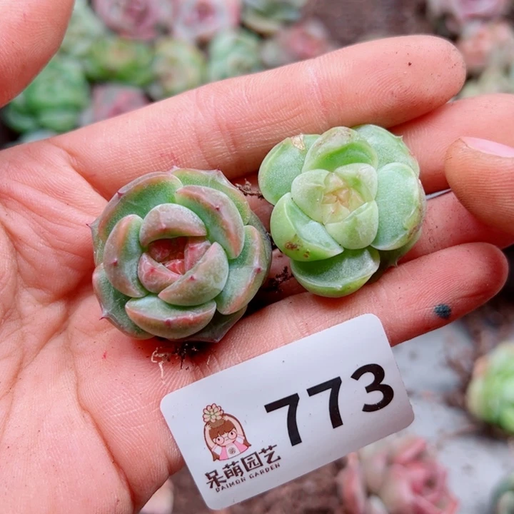 多肉植物多肉植物
