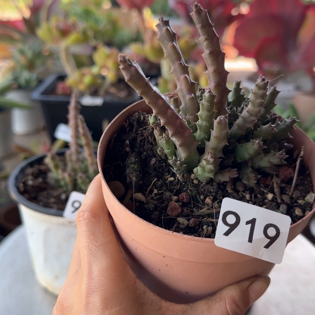 919号一物一拍 一物一拍