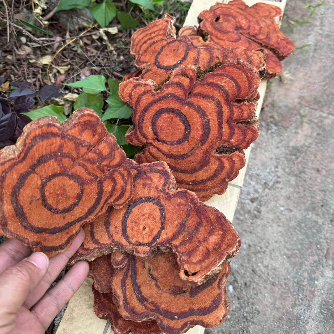 广东信宜大山野生鸡血藤