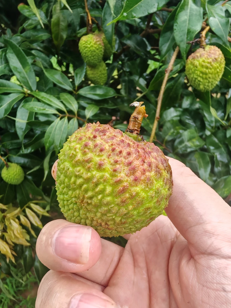 现摘现发湛江新鲜妃子笑荔枝6斤装