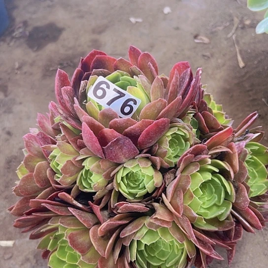 霖***会多肉植物一个法师