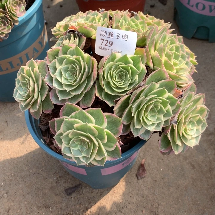 729莲花座多肉植物特价