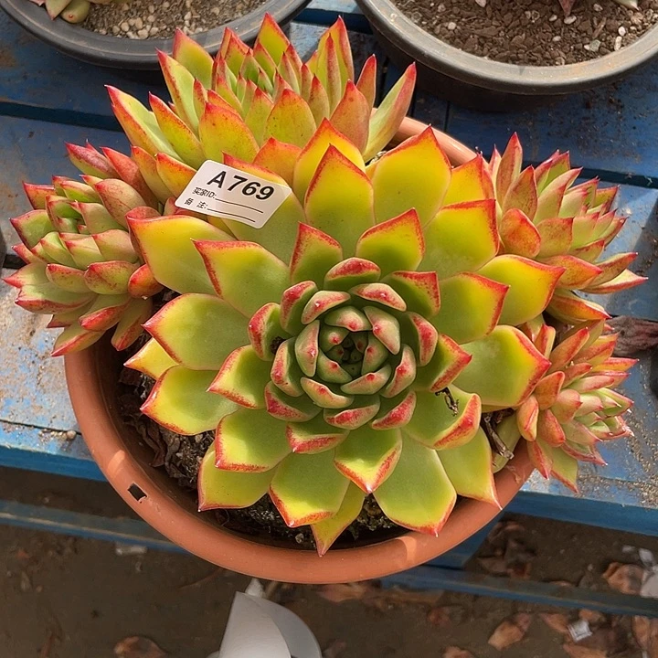 木***贝若如东云单拍A769