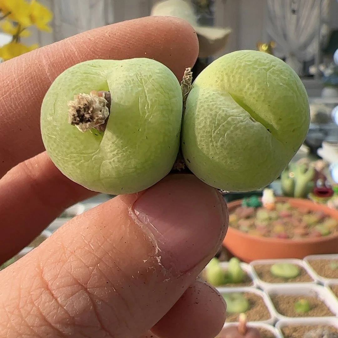 【闪购商品】96 翠光