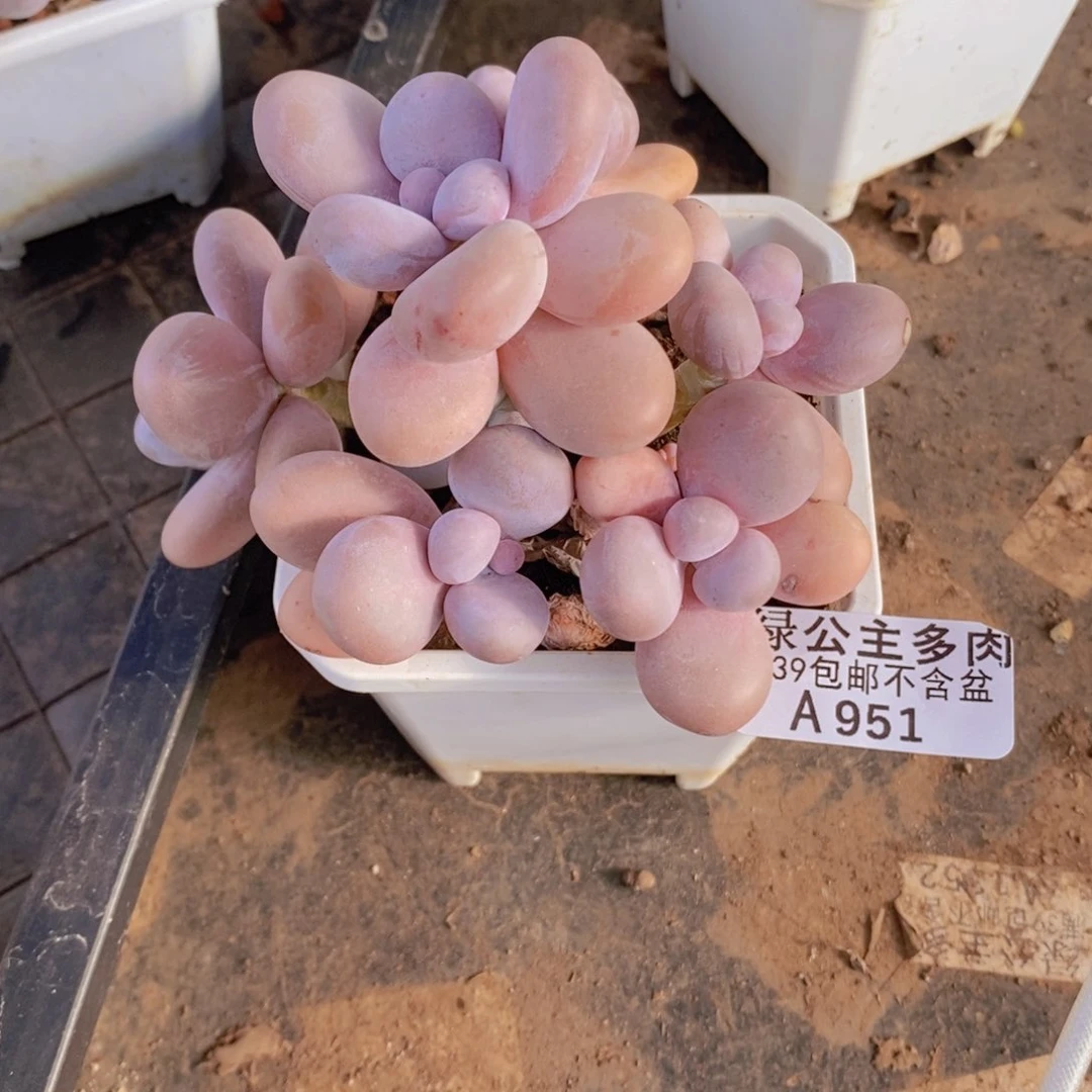 水光针奶酪9cm951多肉植物