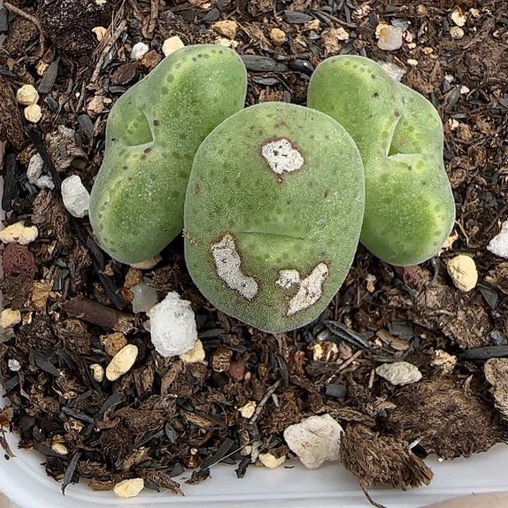 494绿豆糕绿豆糕福利