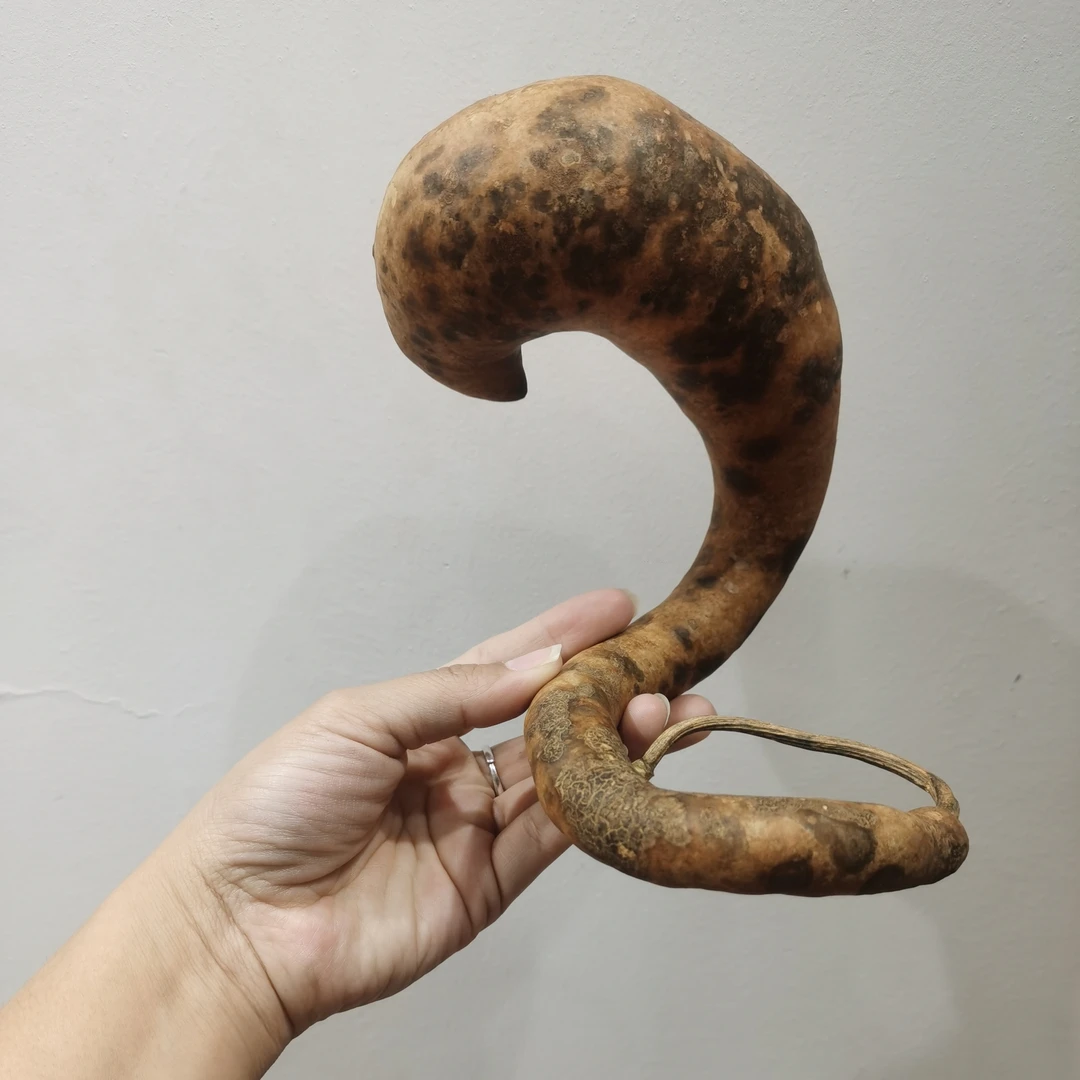 花皮蟒蛇皮子微瑕