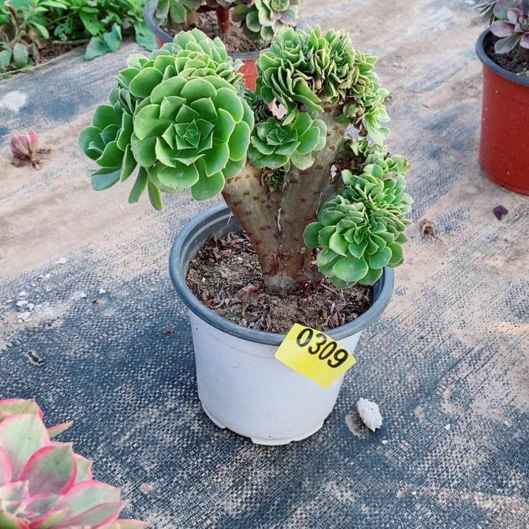 绿羊绒缀多肉法师0309