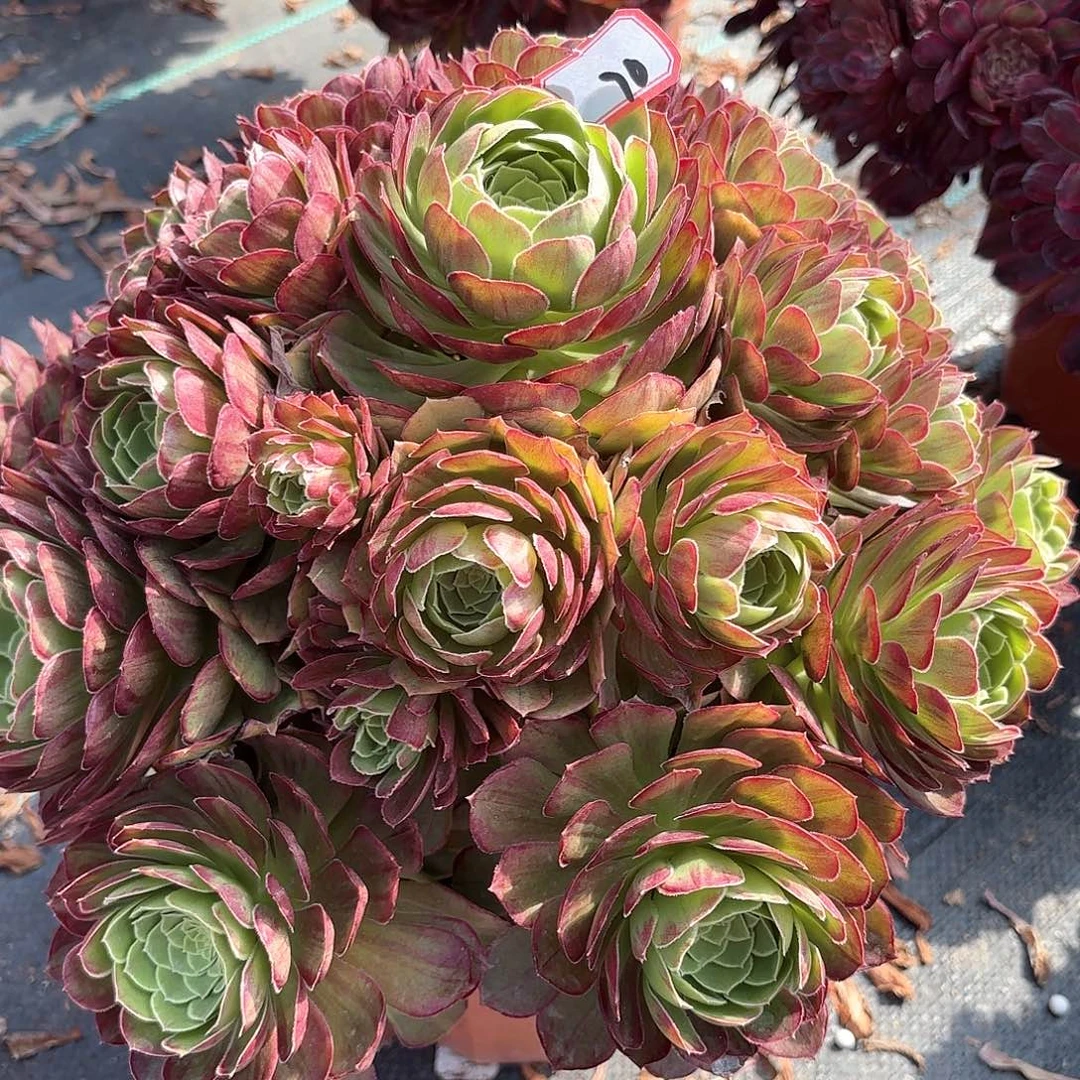 70万圣节变易多肉植物绿植