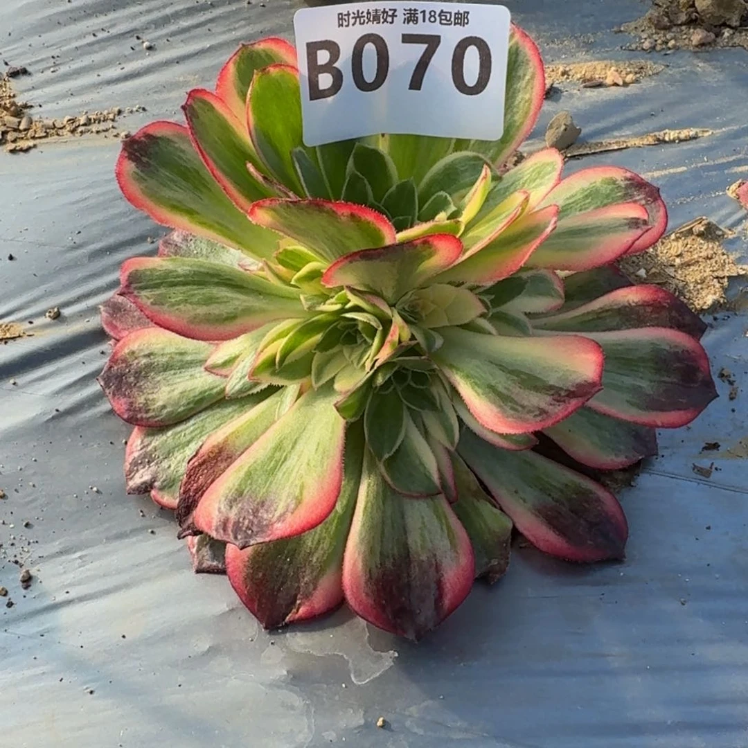 艾*070黑魔锦多肉植物