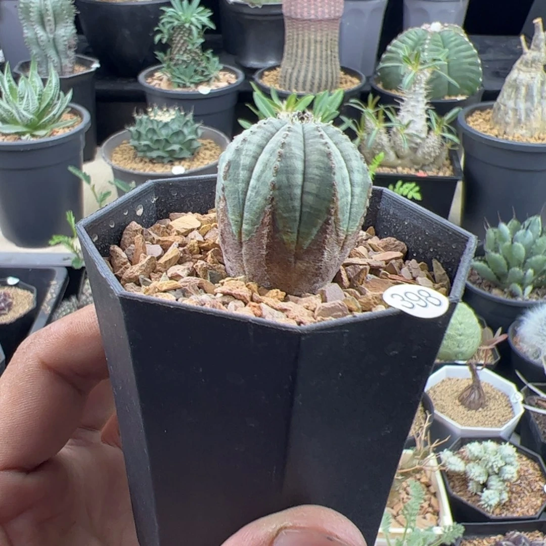 锈斑布纹球2.9一物一拍