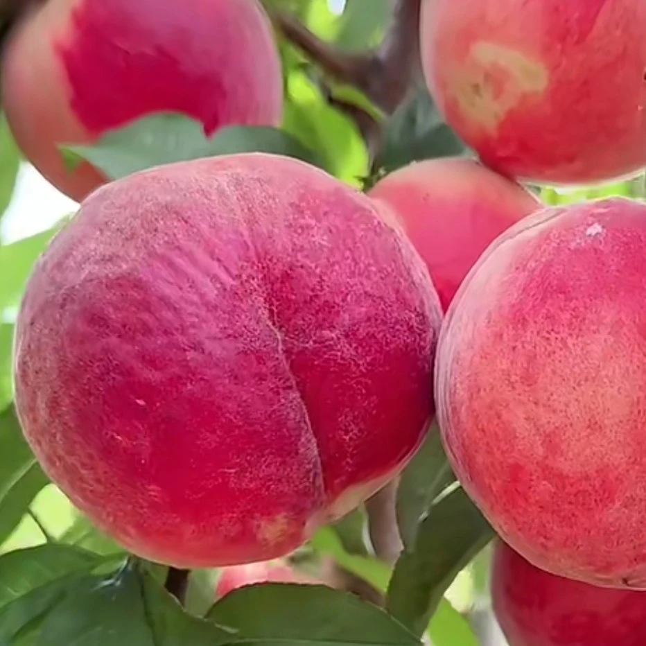 中桃13号（霸王脆）6月中旬成熟（徐州地区）sH硬溶质大红桃树苗
