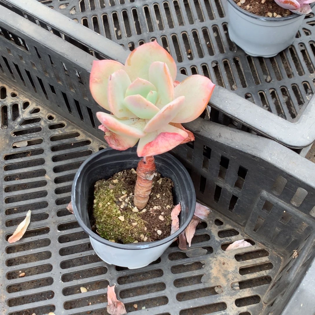 人工增水系统在国内已经应用