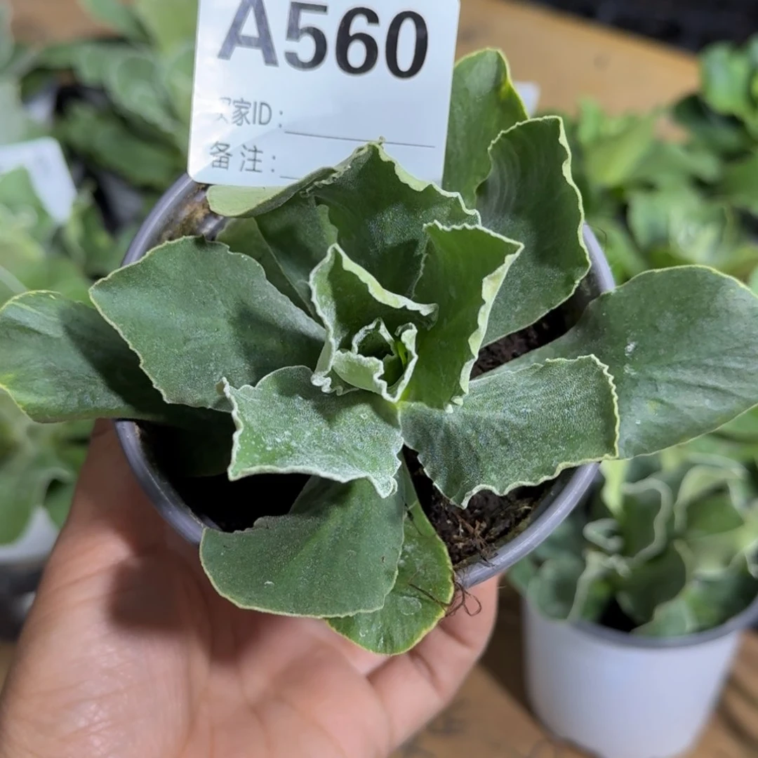 一物一拍  耳叶A560