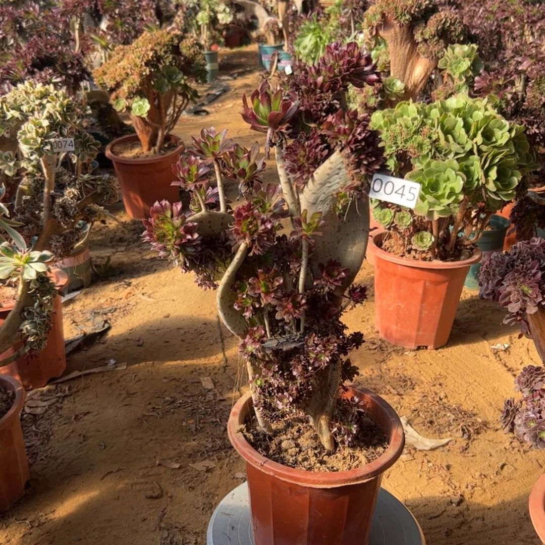 *****有伤黑缀045高度42