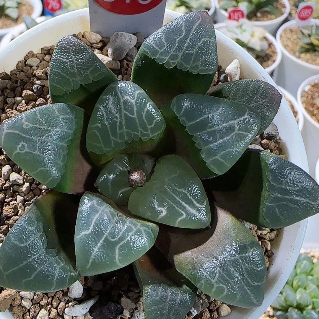 316号实生克一物一拍带盆土