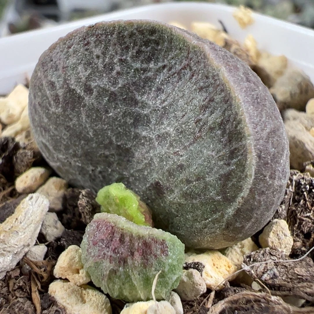 w扇叶形深色系细纹斑点款实生新品