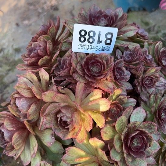 啊*?多肉植物一个