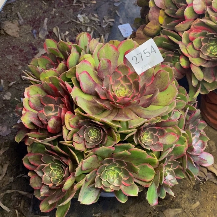 夜宴多肉断头不包2754