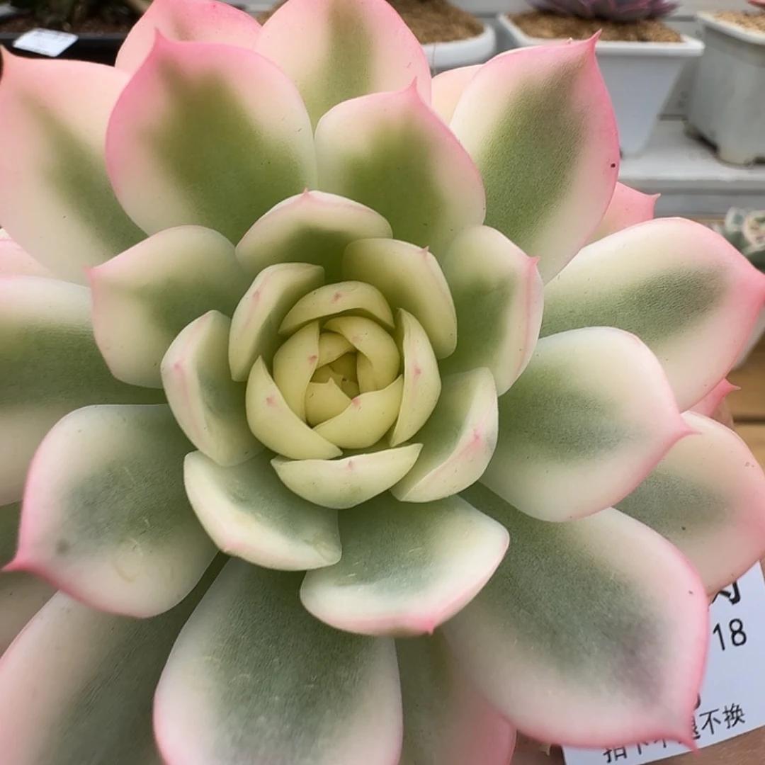 粉水晶锦111118-148