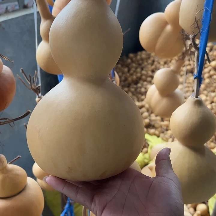 下****中号葫芦自己种植