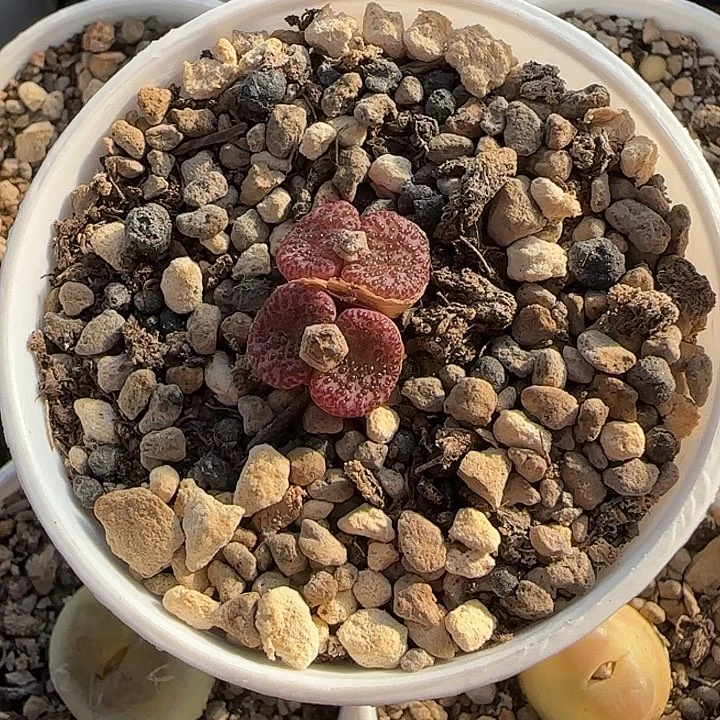 张*多肉安贞一盆啊啊啊啊