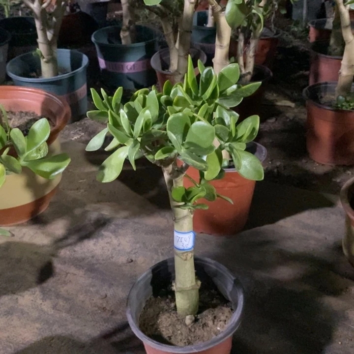原始老青玉一物一拍