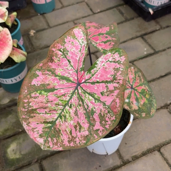 泰国彩叶芋81-0903