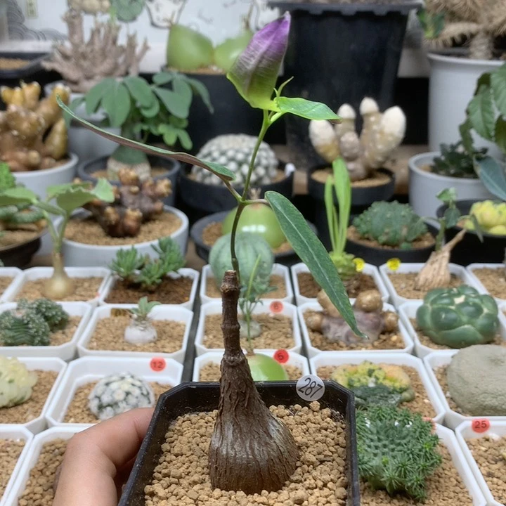 紫背罗摩实生带盆287