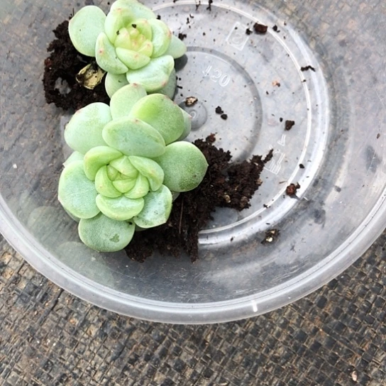 乐***锦022纸鸢饭盒小两颗
