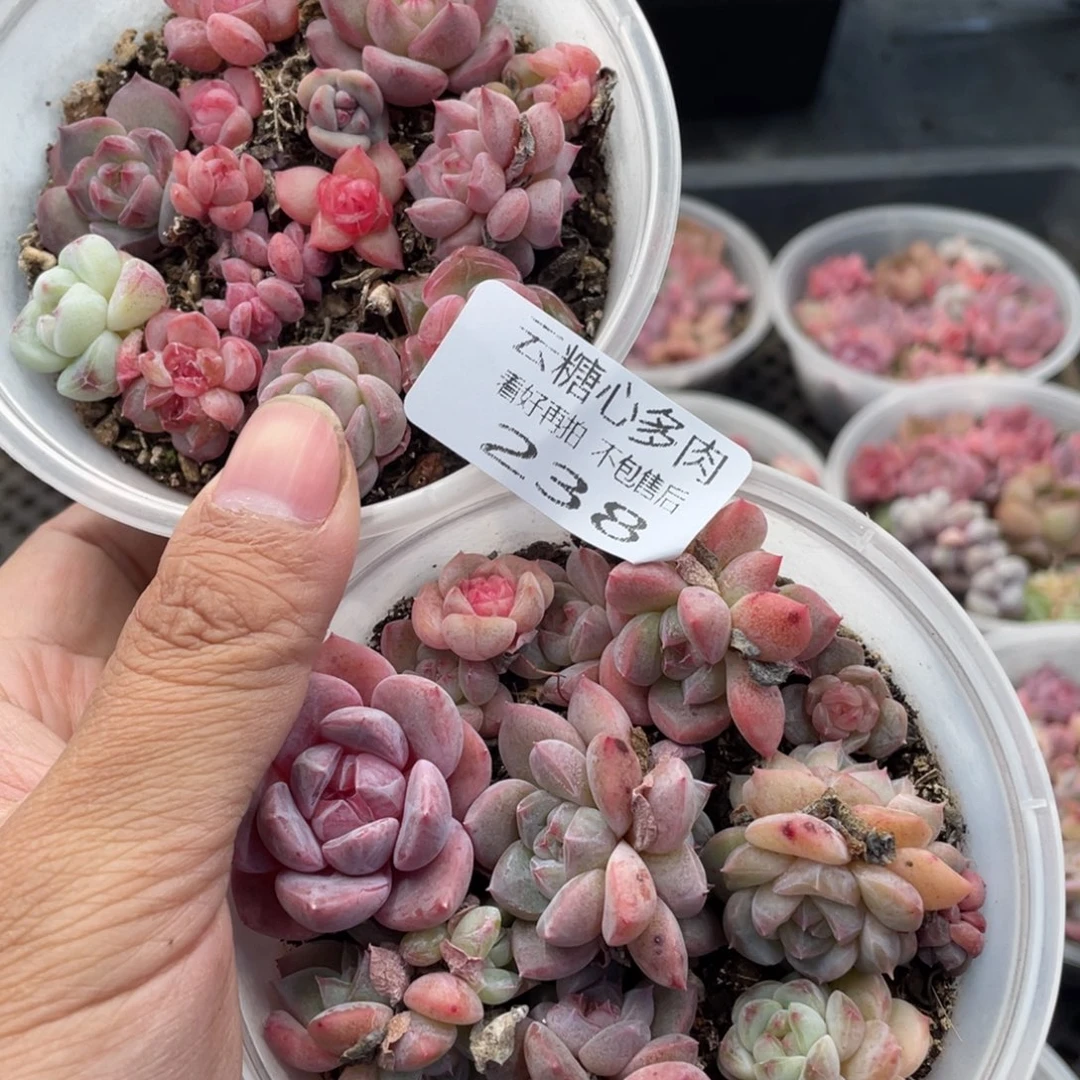 云糖心多肉植物238