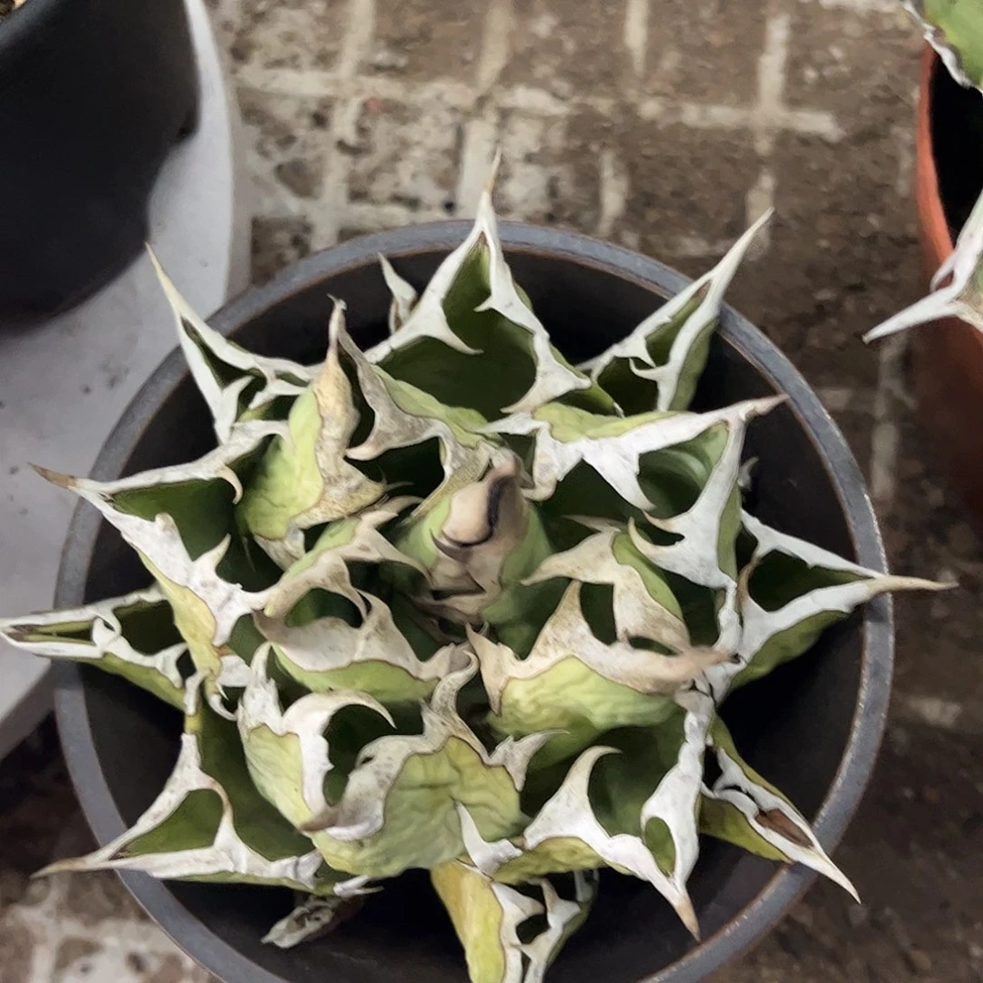 姬仁龙舌兰仁王冠