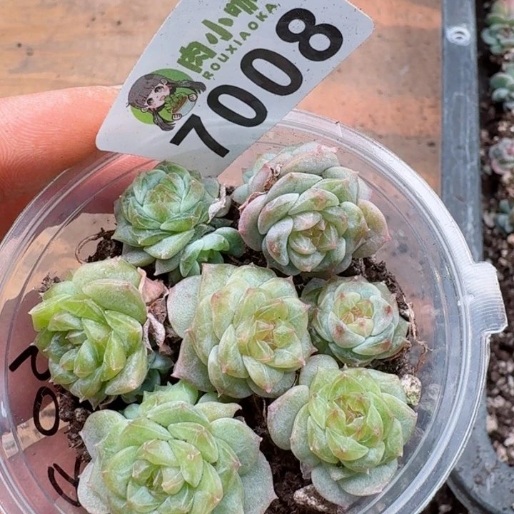 多肉植物多肉植物