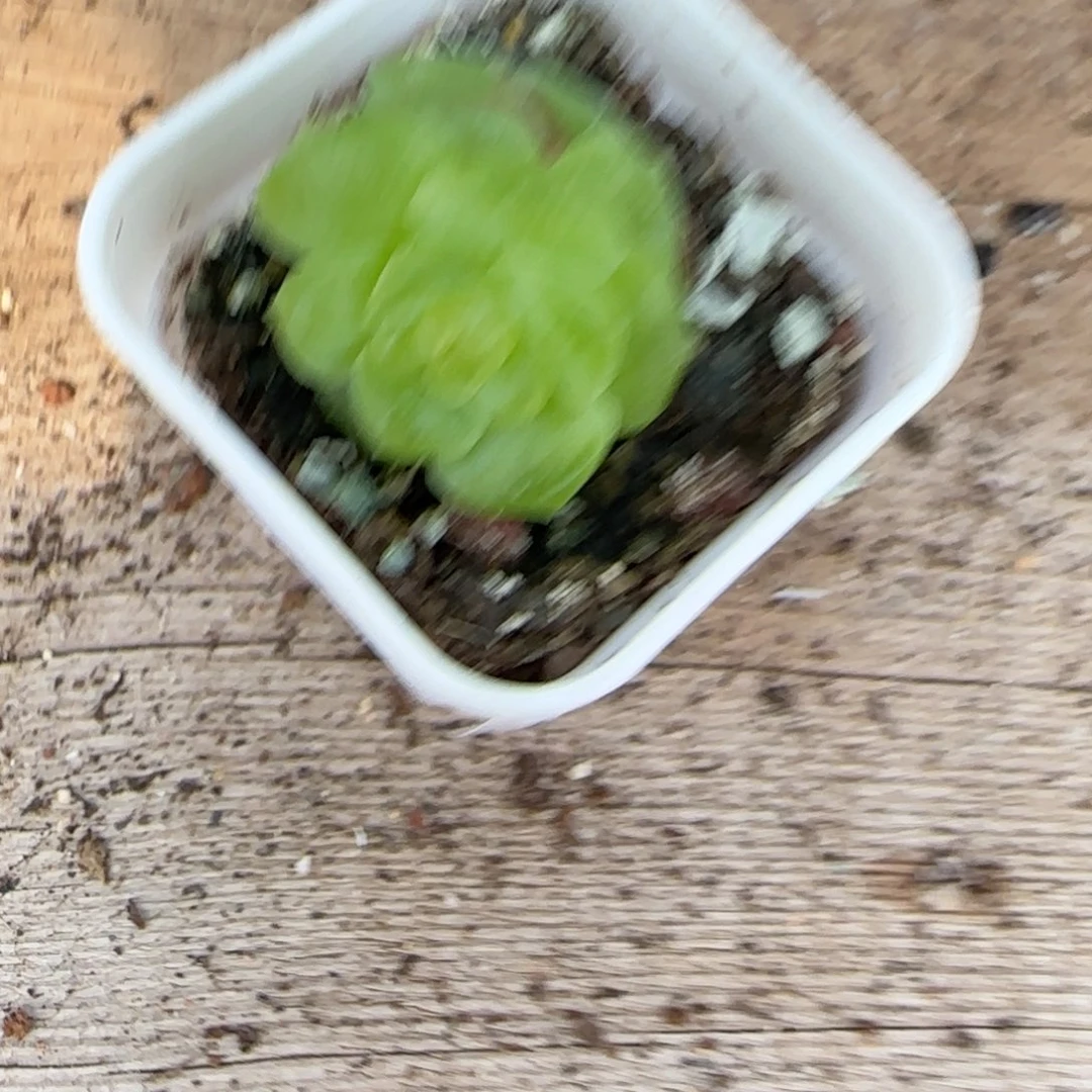671 一物一拍中苗盆一个满20包邮