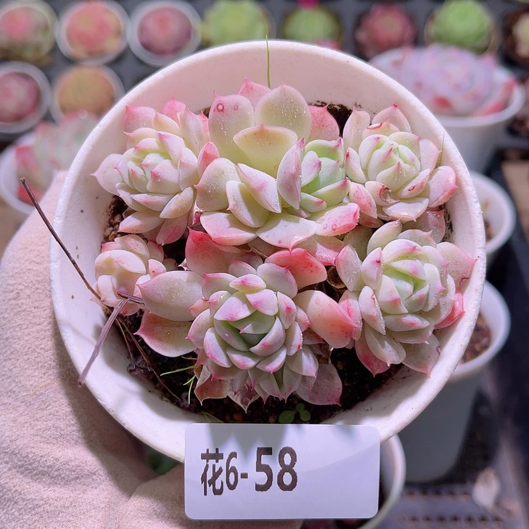 花利美6-58小乔群