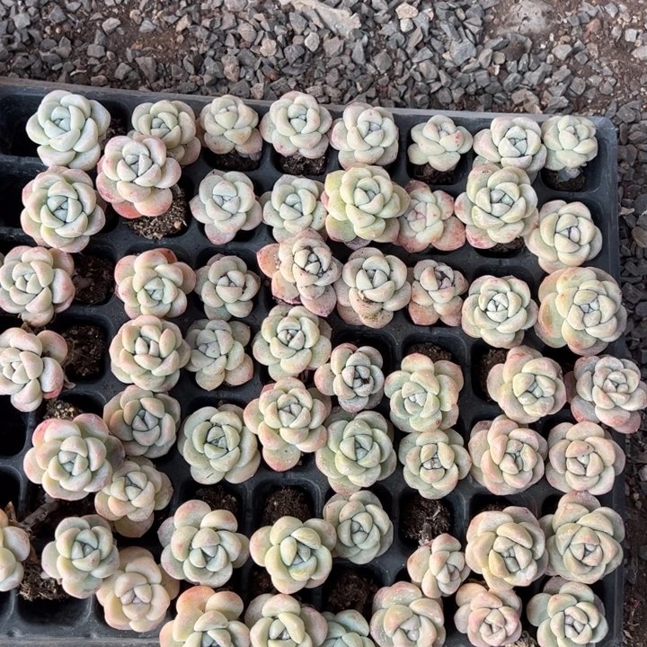 羊专拍50个单头冰玉