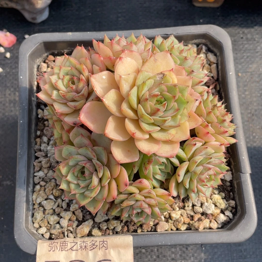 弥鹿之森多肉笨吧